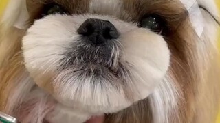 cute puppy cutting hair 😊😊