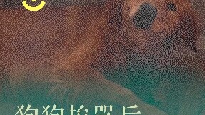 หลังโดนดุ น้องหมาเลยรีบกลับบ้านแม่กลางดึกมาโอดครวญ (＊＾▽＾＊)