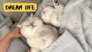 Funny cute cats sleeping | Relaxing massage for Apollo and his son