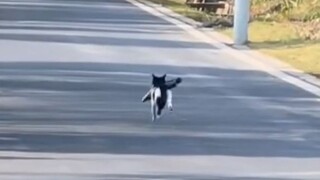 ถ้าแมวน้อยมีจักรยานสักคัน คงลุกขึ้นปั่นทันทีเลย!