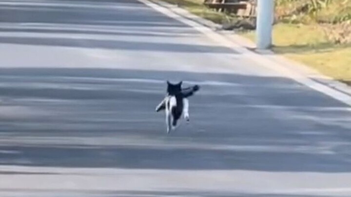 لو كان لدى الهرة دراجة، لوقفت فورًا وبدأت بالدواسة!