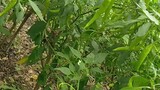 green pepper in the farm