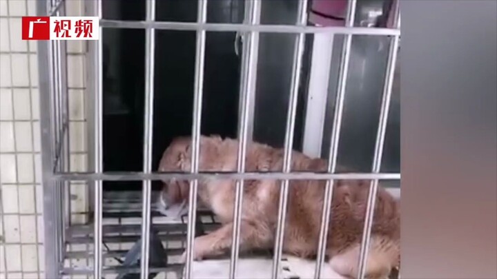 หมาโกลเด้นอยู่บ้านคนเดียวจนขาดน้ำขาดอาหาร เพื่อนบ้านใช้ไม้แขวนผ้าช่วยชีวิตมันไว้ได้!