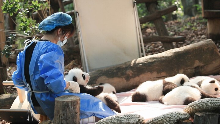 A classic Sichuan tradition: sunbathing pandas