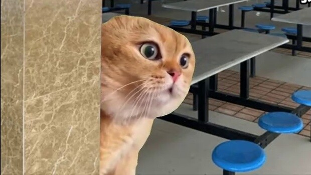 【Cat meme】The story of ordering takeout at Hengshui Model School