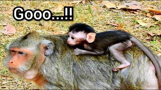 Woow!! Mama Daisy Wants Baby Dax Go To Play With Friends, Baby Monkey Dax Be Strong Very Adorable