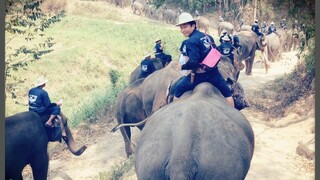 ขบวนช้างที่ใหญ่ที่สุดในโลก