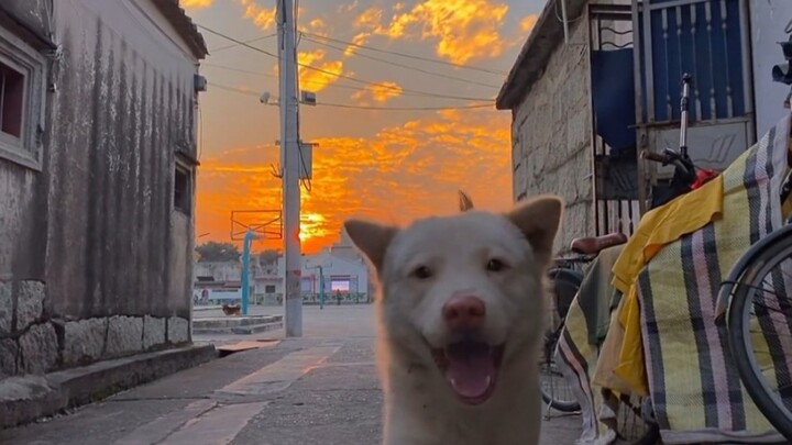 Animal Healing Behavior Showcase 10