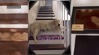 这级阶梯是他躺在我腿上，永远睡去的地方💗