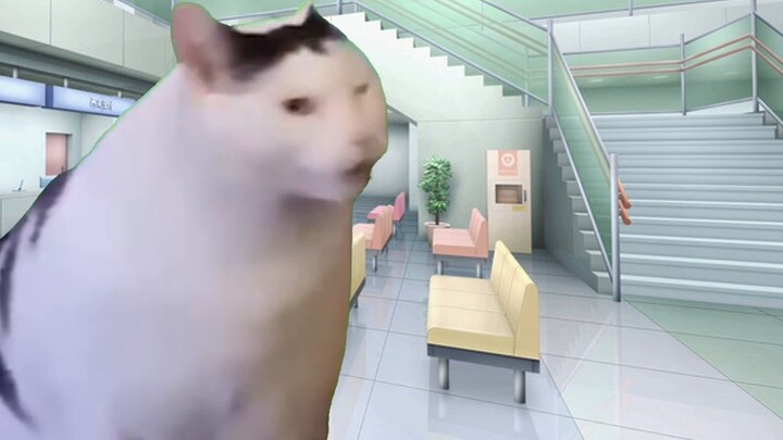 [Cat Meme] หลังจากไบโพลาร์จบลง คุณพบว่าตัวเองกลายเป็นผู้ประกาศข่าวเสมือนจริงใช่ไหม? -