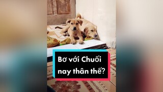 Chị e cây khế cắn nhau ỏm tỏi giờ lại thân thiết...cunyeucuadua chó chócon chókhôn  chócute chómèohàihước