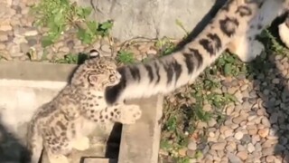 It's not easy to take care of a baby, Leopard sighs