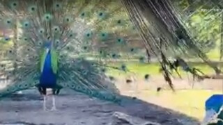 鬼谷子曾經說過：" 心軟之人便是無福之人。"心軟的人看似很容易相處，總是無條件遷就別人，但是實際上，這恰怡是對自己生命不負責任的表現。