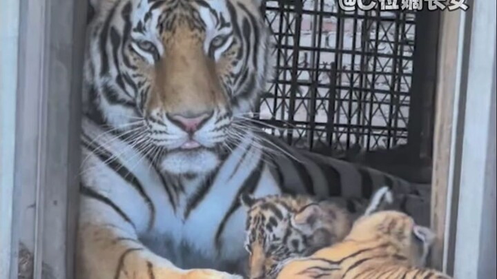 Momo: Aku lihat kamu tuh kayak calo anak!!!