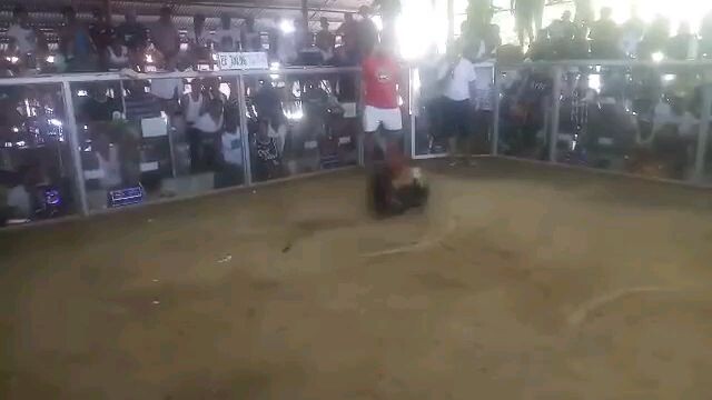 1st fight win nanaman si cardo
