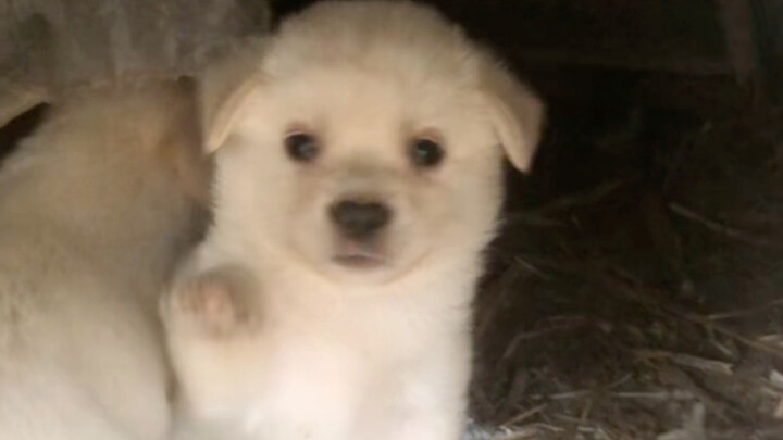 Grandma, worried the dog was bored, called me over to keep the puppy company in its kennel.