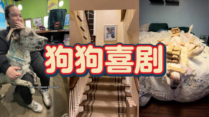 คอเมดี้สุนัข ตอนที่ 10 – สมองเหรอ? ต้องสงสัย!