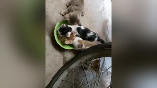 Nhà đông mà chỉ có 1 cái tô tí xíu à boss này kỳ chưa meocute meo mèo cat tiktok tiktokviral