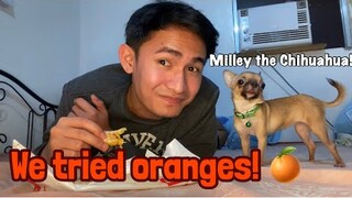 WE TRIED oranges 🍊 | SUPER MARCOS VLOGS