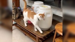 1 chiếc mèo nghịch ngợm :)))
