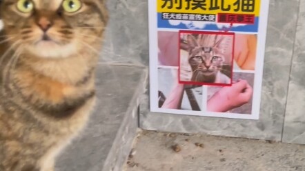 Juara tinju nomor satu Chongqing meminta untuk bertarung