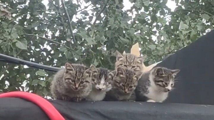 老家屋顶上的猫猫交响乐团