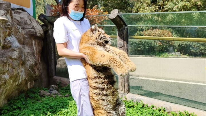 [Northeast Tiger] Go ahead and tease me! I don’t care anymore anyway!