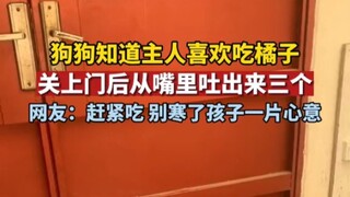 2月1日河南，狗狗知道主人喜欢吃橘子，特意给他送了...