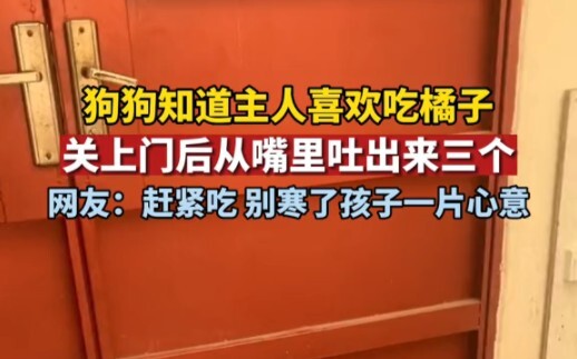 February 1, Henan: The dog knew its owner loved eating oranges, so it specially brought one over...