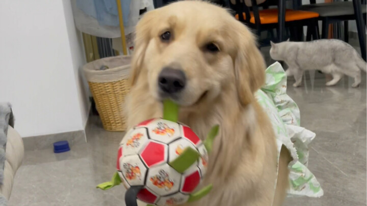 Ketika Sakura-chan Belajar Barter