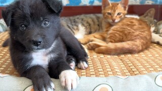 A mat kidnapped a dog and two cats