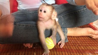 Mom entertain monkey Mino with balls