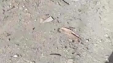 bulag pero nakakapatay