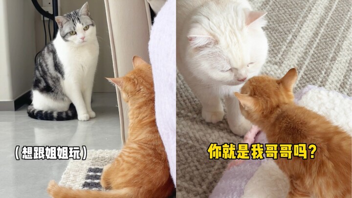 That was my first meeting with Little Stray—kind of rude, wasn’t it?