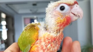 A summary of Little Sun's pros and cons: definitely the king of value for money!