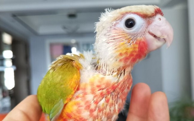 Ringkasan kelebihan dan kekurangan Xiao Taiyang, benar-benar raja nilai untuk uang!