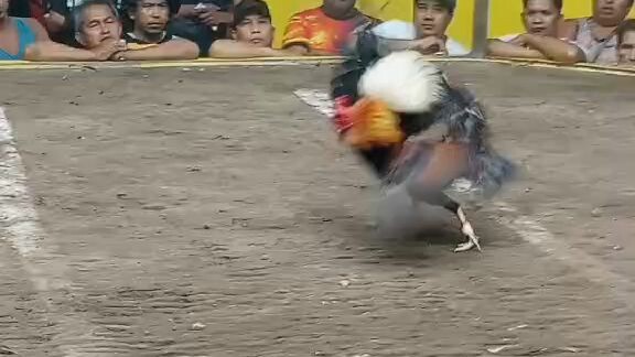 my tornado grey 2x winner