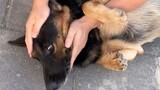 [Hewan]Mengelus Anjing Besar