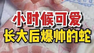 Five snakes that are cute when they are young but become very handsome when they grow up