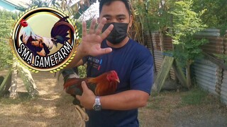 Turuang manok