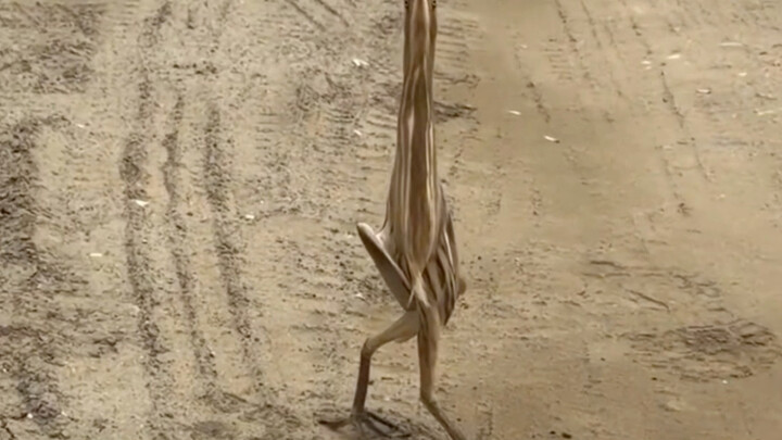 The yellow bittern—perfect from both the front and side views.
