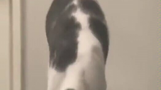 【แมวที่ทั้งหน้าตาดูไม่เป็นทางการและเสียงร้องก็ฟังสบายๆ ไปหมด】