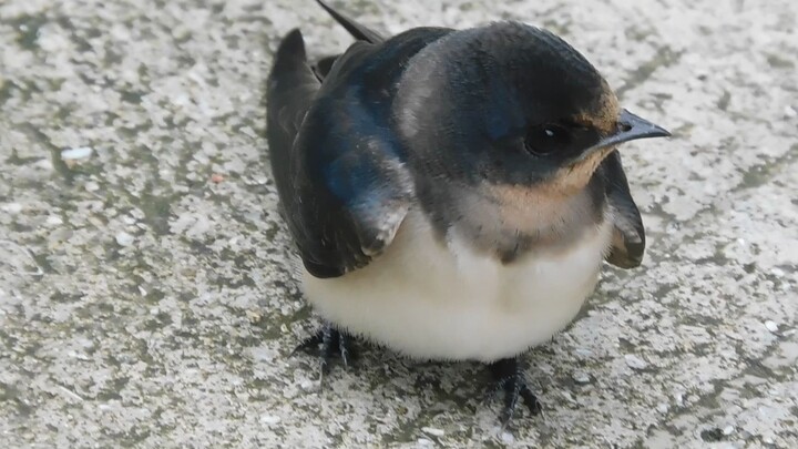Such a cute little swallow chick on the ground—this shot turned out really well!