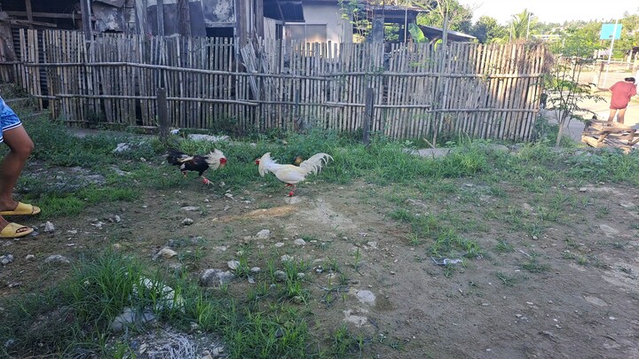 Pa ugnat sa kusog , my white claret vs. Grey