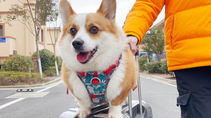 Corgi lagi-lagi datang inspeksi kerja nih, lihat tatapan matanya—pasti bos besar!