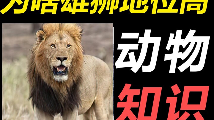 In lion societies, why do male lions enjoy a higher status than female lions?