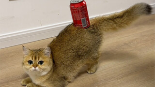 เด่นสะดุดตา: น้ำอัดลมหนึ่งขวดจะเท่าไหร่กันเชียว?