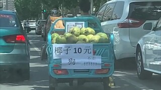 รถคันเล็กไม่แพง มีที่นั่งสำหรับสุนัข