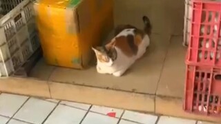 funny cat A beautiful morning,