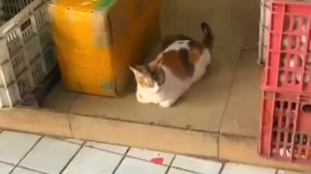 kucing lucu pagi yang indah,